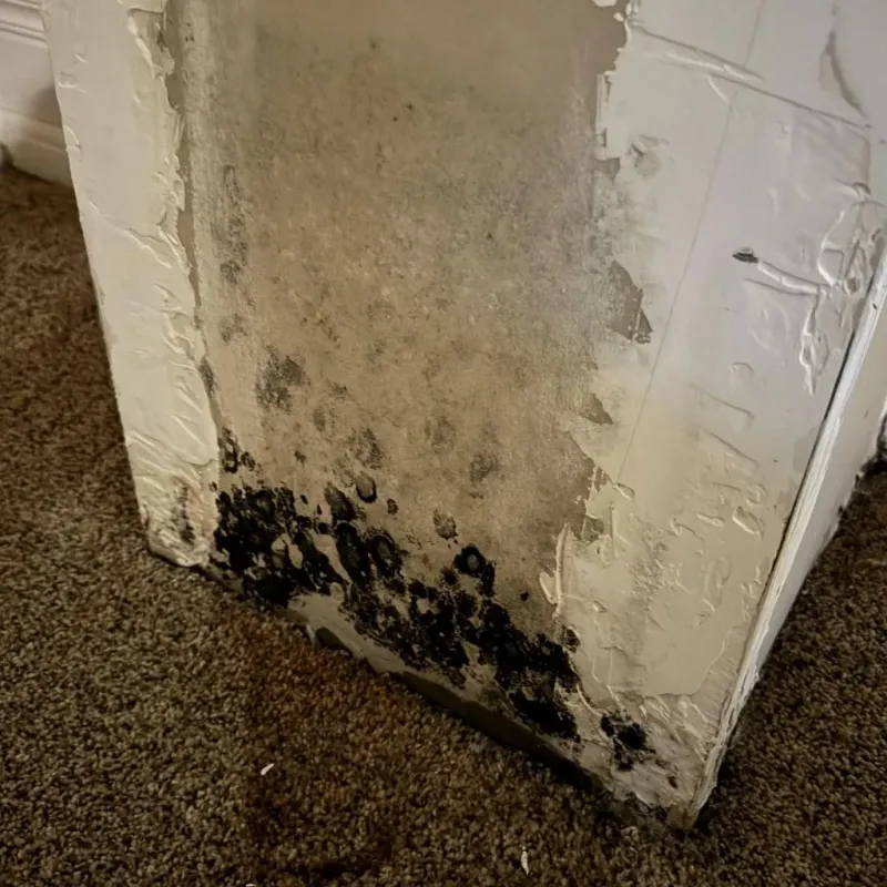 Professional Mold Removal in Okanogan, WA